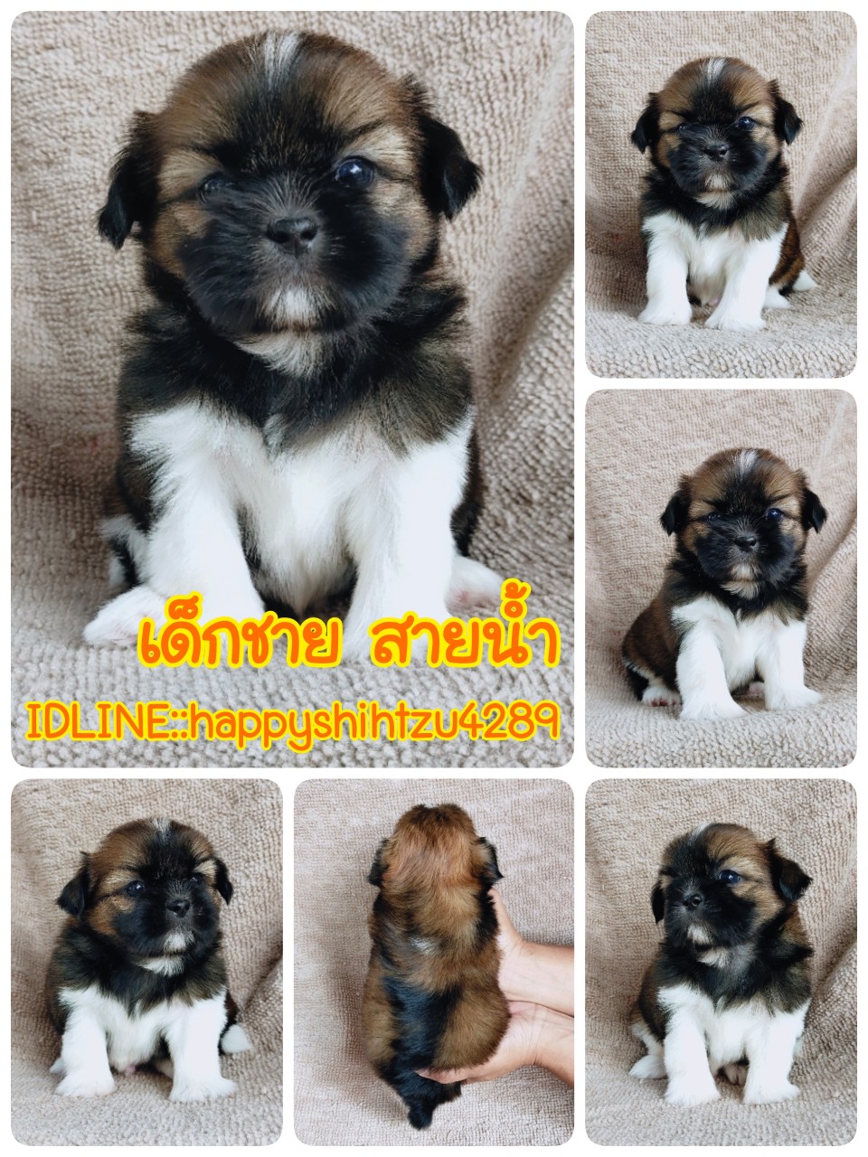 ชิสุแท้ idline:happyshihtzu4289