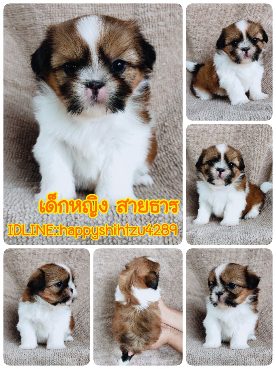 ชิสุแท้ idline:happyshihtzu4289