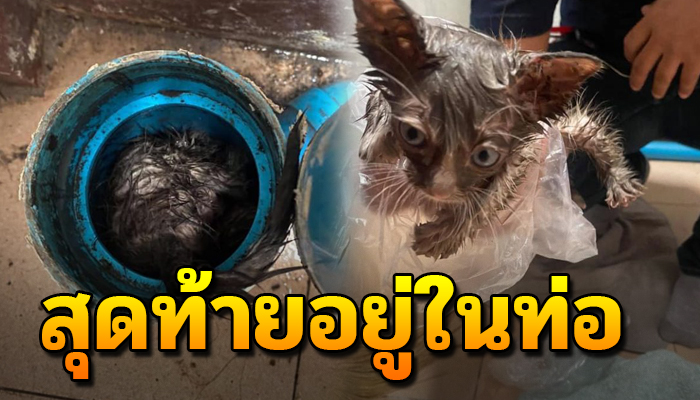 ได้ยินเสียงร้องมาแล้วว 3 วัน  เฝ้าตามหายังไม่พบเจอเปิดท่อดูเห็นนอนขดเป็นก้อนขน