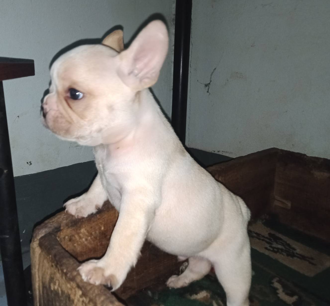 French Bulldog