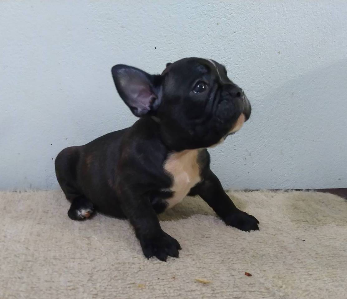 French Bulldog 6000