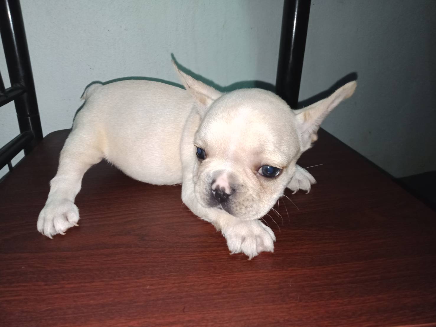 French Bulldog 8000