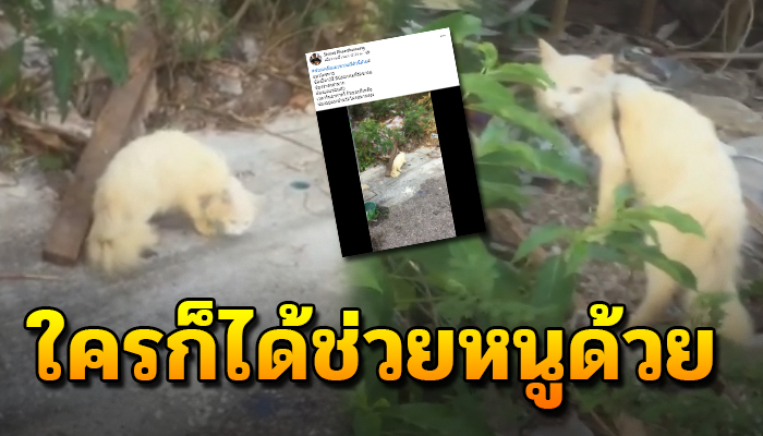 เหมียวตาสองสีมีปลอกคอรัดขาอยู่ ลำบากเดินเร่หาเศษอาหารกินของเหลือตามพื้นถนน