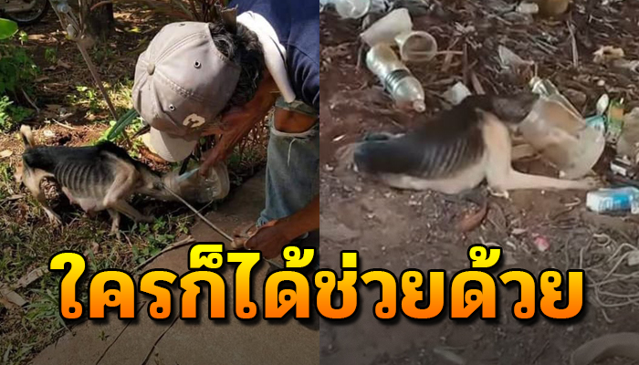 เจ้าตูบแม่ลูกอ่อน ภาพน่าสงสาร ร่างกายผอมเห็นซี่โครง เรียกร้องขอให้คนช่วย
