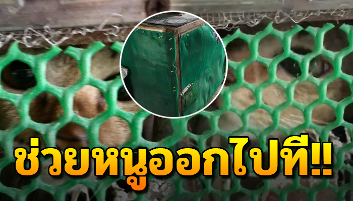 เจ้าแมว ถูกเลี้ยงไว้ให้อยู่แต่ในกรง ไม่ได้ออกมาเดิน ไม่เห็นเดือนเห็นตะวัน