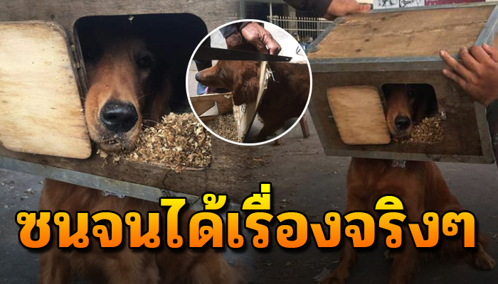 ซนจนได้เรื่องจริงๆ เอาหัวมุดเข้าไปในกล่องจนติดออกไม่ได้