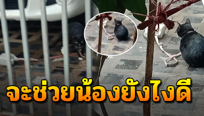 อดทนเดินลากกระป๋องจนคอเอียง ด้วยเขาเลี้ยงให้อยู่ในบ้านเฝ้า น่าสงสารมาก