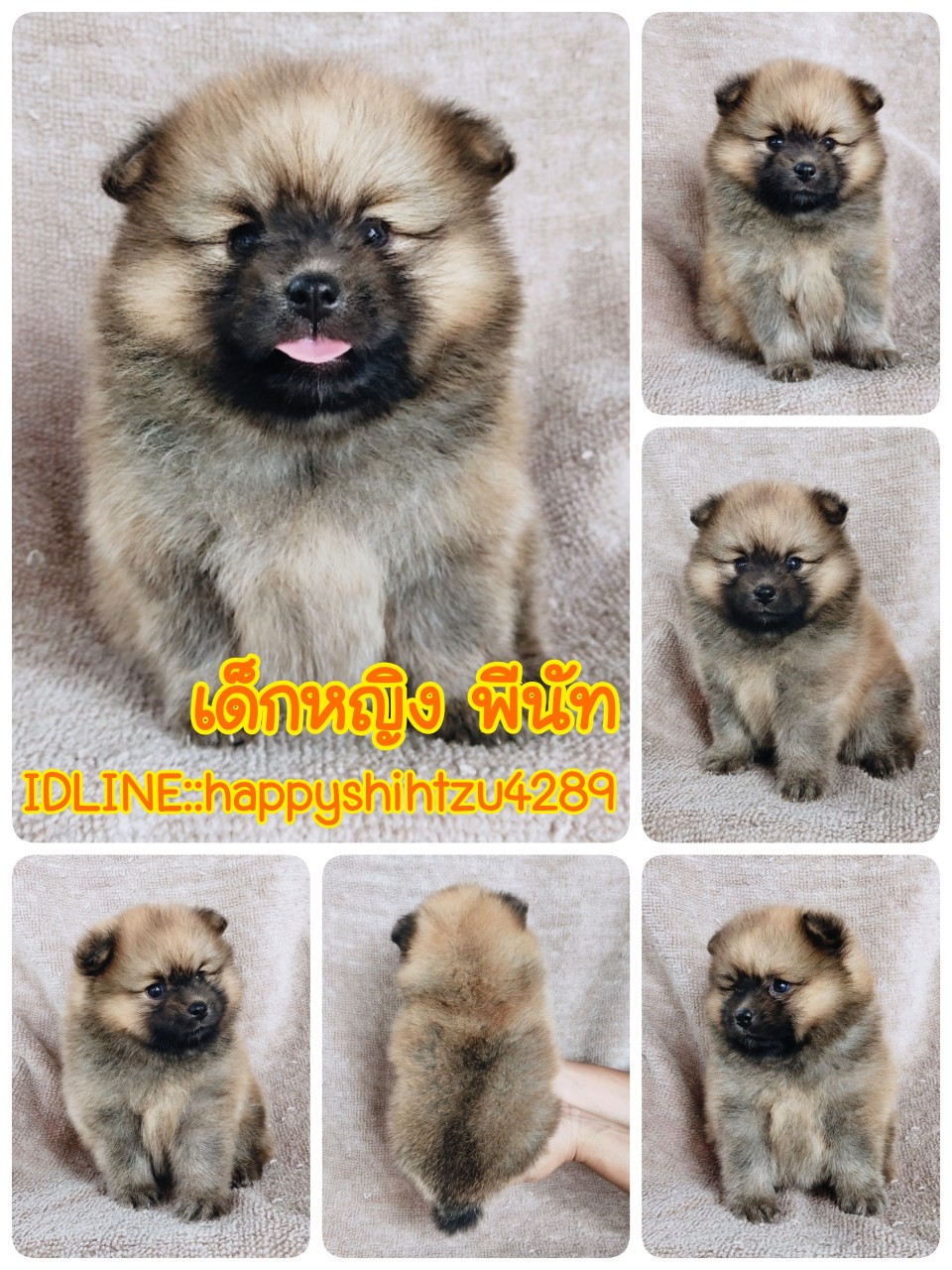 ปอมแท้ รับเราชนะ idline:happyshihtzu4289