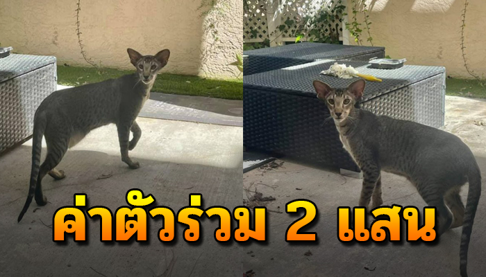 หลงมาหลังบ้านมาหาอาหารคิดว่าเสือ ด้วยความกลัวพยายามเรียกแม้ค่าตัวร่วม 2 แสน