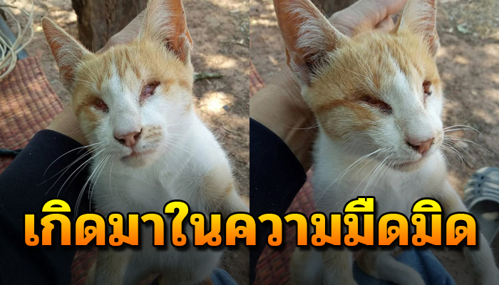 เกิดมาในความมืดมิด พยายามส่งเสียงร้องตามเสียงที่ได้ยินหากไม่ช่วยคงไม่รอด