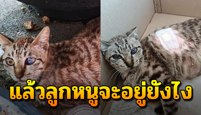 น่าสงสารจับใจ หัวอกแม่จำต้องออกหาถูกเขาฟัด เจ็บหนักนอนใกล้สิ้นใจด้วยไร้ความหวัง