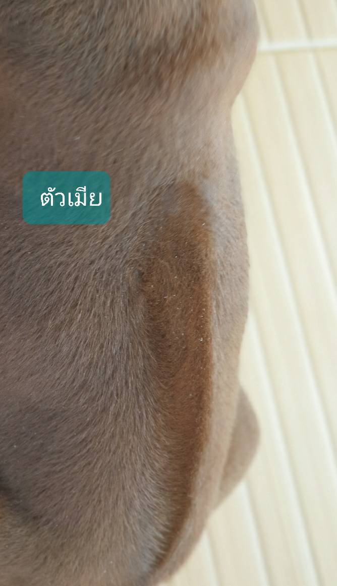 ลูกสุนัขไทยหลังอานเพศเมีย