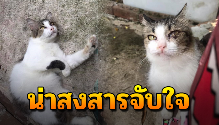น่าสงสาร เหมียวใจสลายเจ้าของเพียงหนึ่งเดียวสิ้นใจไป คนแถวนั้นบอกอย่าไปสน