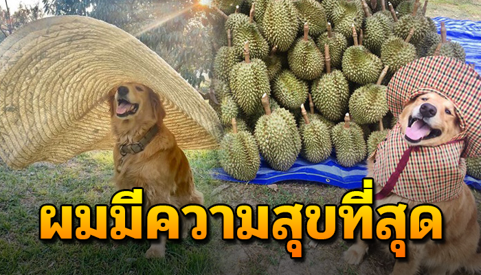 ชีวิตของน้องหมาโกลเด้น ที่ช่วยเจ้านายดูแลสวนทุเรียนอย่างตั้งใจ