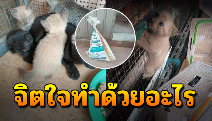 เหมียวน้อยถูกเอาใส่กระสอบมาทิ้งไว้หน้าบ้านกลางดึก น่าสงสารจับใจ
