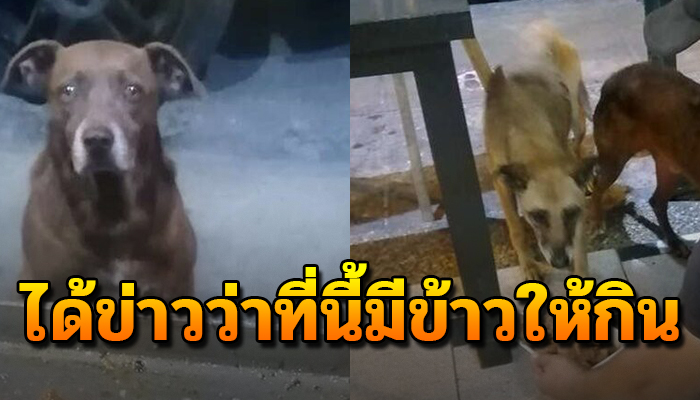 เจ้าของร้านทำอาหาร สุดใจดี แบ่งปันสุนัขจรทุกวัน จนมีสุนัขมานั่งรอทุกคืน