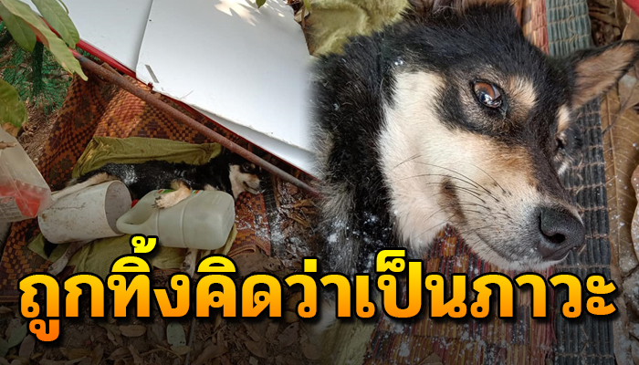 จากที่เคยมีรักมีบ้านอาศัย พอไร้เรี่ยวแรงกลับไม่สนใจ เอามาทิ้งไว้กะให้สิ้นใจ