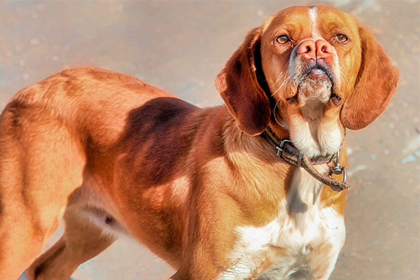 ตุรกี พอยเตอร์ (Turkish Pointer)
