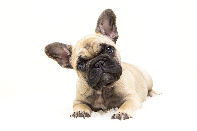 เฟรนช์ บูลด็อก French bulldog