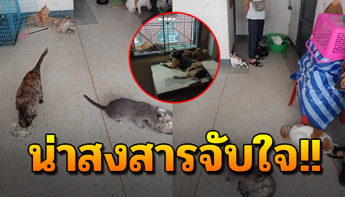 19 ชีวิตยังเฝ้ารอคอยอยู่ในห้อง โดยที่ไม่รู้ว่าเจ้าของไม่กลับมาอีกแล้ว