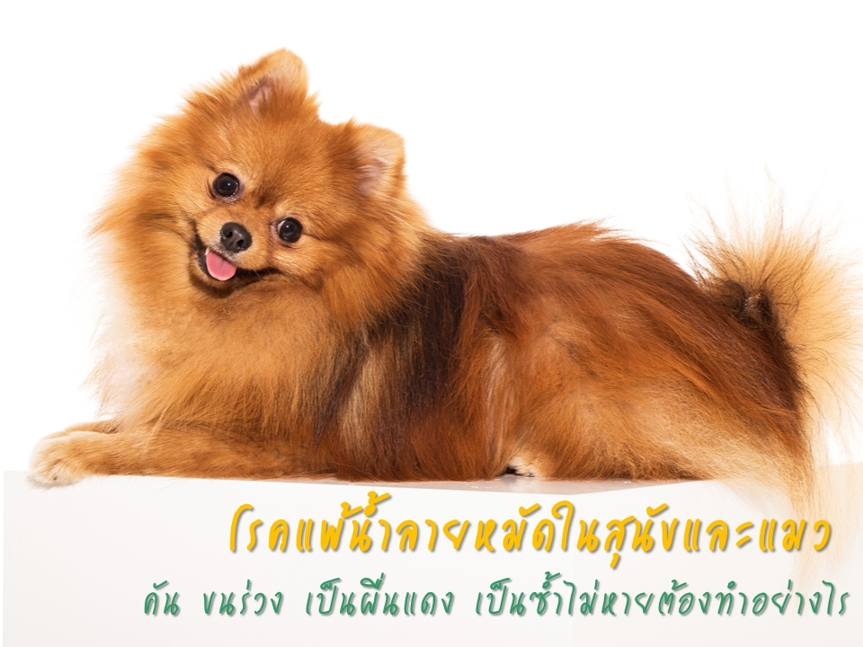 โรคแพ้น้ำลายหมัดในสุนัขและแมว