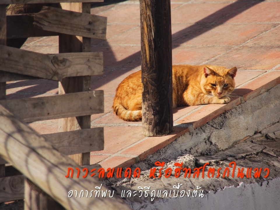 ภาวะลมแดด หรือฮีทสโตรก (Heat stroke) ในแมว