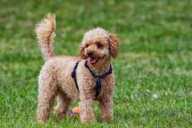 พุดเดิ้ล(Poodle)  สุนัข แสนรู้
