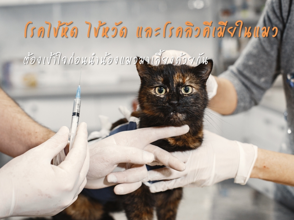 โรคติดเชื้อในน้องแมว ที่ทาสแมวต้องเข้าใจ ก่อนนำน้องแมวมาเลี้ยงด้วยกัน