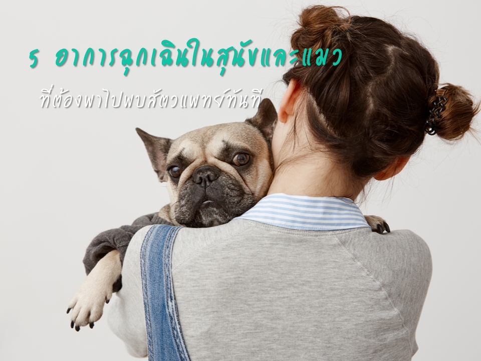 5 อาการฉุกเฉินในสุนัขและแมว ที่ต้องพาไปพบสัตวแพทย์ทันที