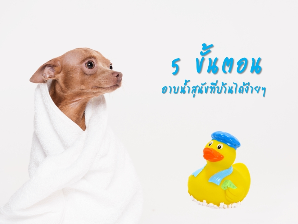 5 ขั้นตอน อาบน้ำสุนัขที่บ้านได้ง่ายๆ