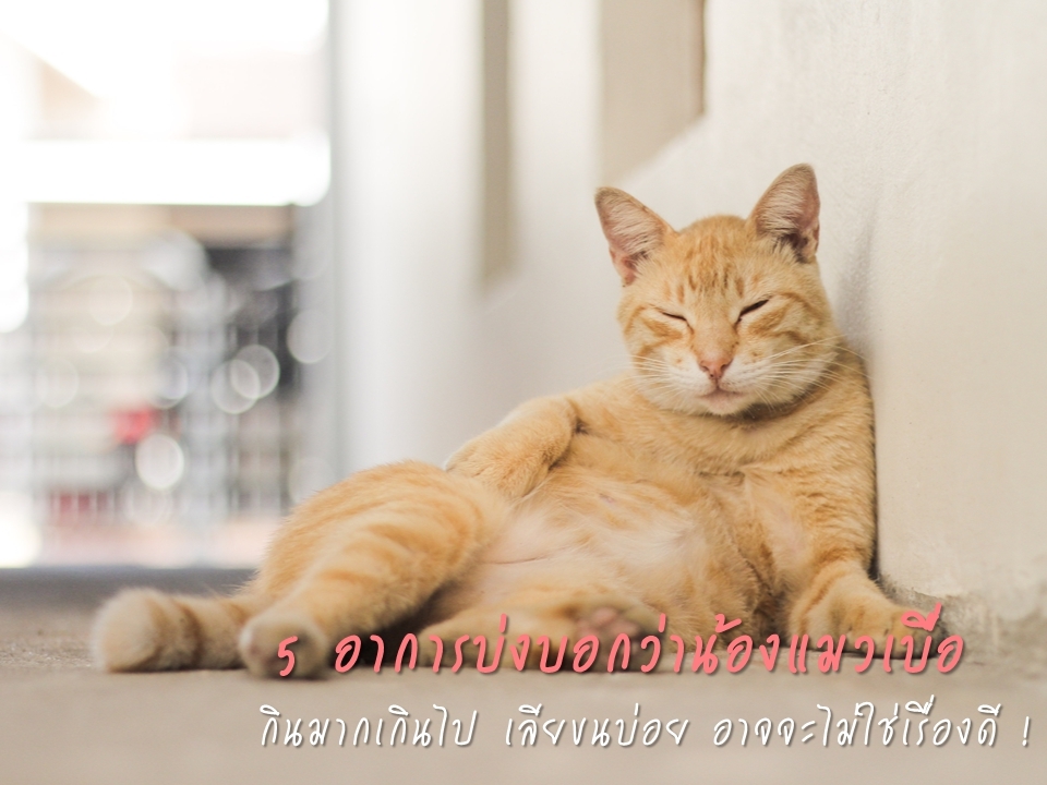 5 อาการที่บ่งบอกว่าน้องแมวเบื่อ กินมากไป เลียขนบ่อย อาจไม่ใช่เรื่องดี !