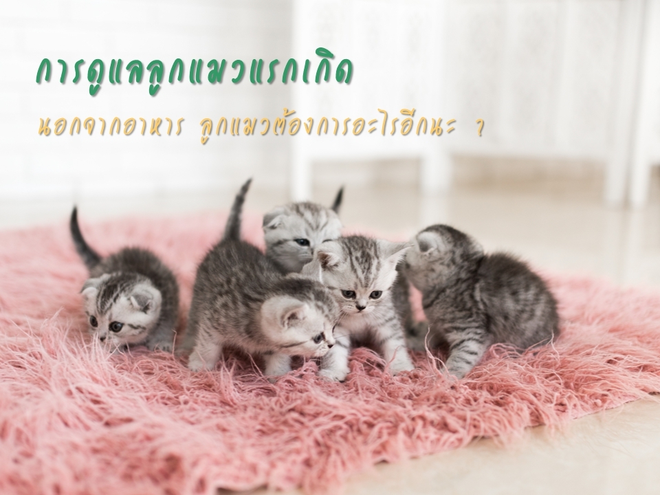 การดูแลลูกแมวแรกเกิด จนอายุ 1 ปี นอกจากอาหาร ลูกแมวต้องการอะไรอีกนะ ?