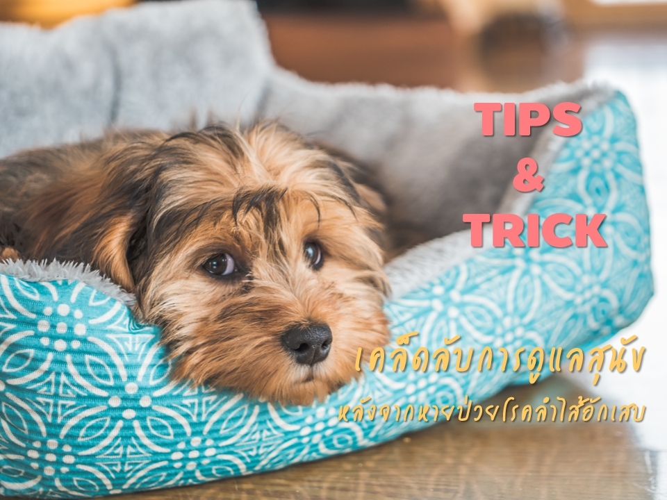 TIPS &amp; TRICK เคล็ดลับการดูแลสุนัขหลังจากป่วยโรคลำไส้อักเสบ