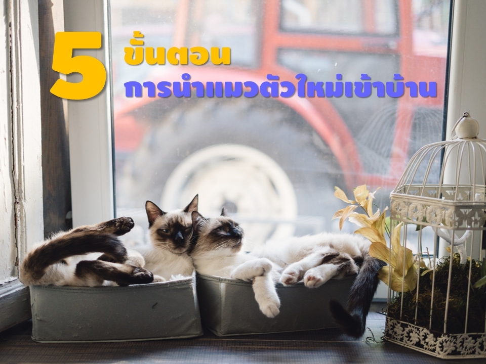 5 ขั้นตอนนำแมวตัวใหม่เข้าบ้าน