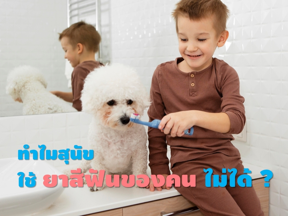 ทำไมสุนัขใช้ยาสีฟันของคนไม่ได้
