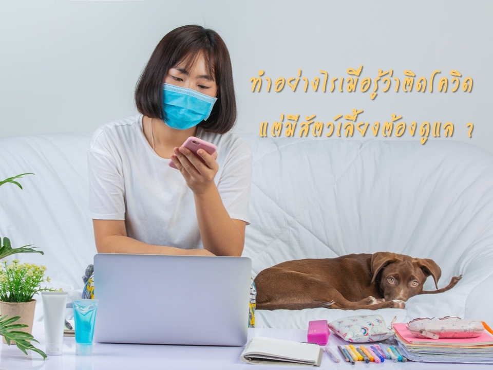 ทำอย่างไรเมื่อรู้ว่าติดโควิด แต่มีสัตว์เลี้ยงต้องดูแล ?