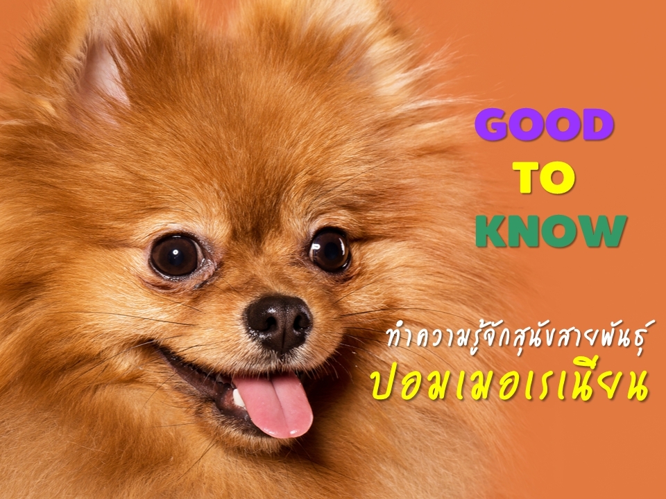 GOOD TO KNOW ทำความรู้จักสุนัขสายพันธุ์ปอมเมอเรเนียนกันเถอะ !