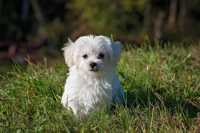 มอลทีส (Maltese) น้องหมาขี้อ้อน ชอบเอาอกเอาใจ