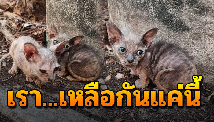 หนูไม่มีขนไม่น่ารัก ชีวิตที่เลือกไม่ได้ทำได้เพียงนอนกอดกันไว้ไร้แม่เคียงข้างกาย