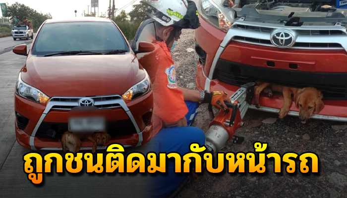 เจ้าตูบชีวิตที่ไร้ทางเลือกถูกรถ ลากตัวติดมากับหน้ารถ คนขับไม่รู้เรื่องอะไรเลย