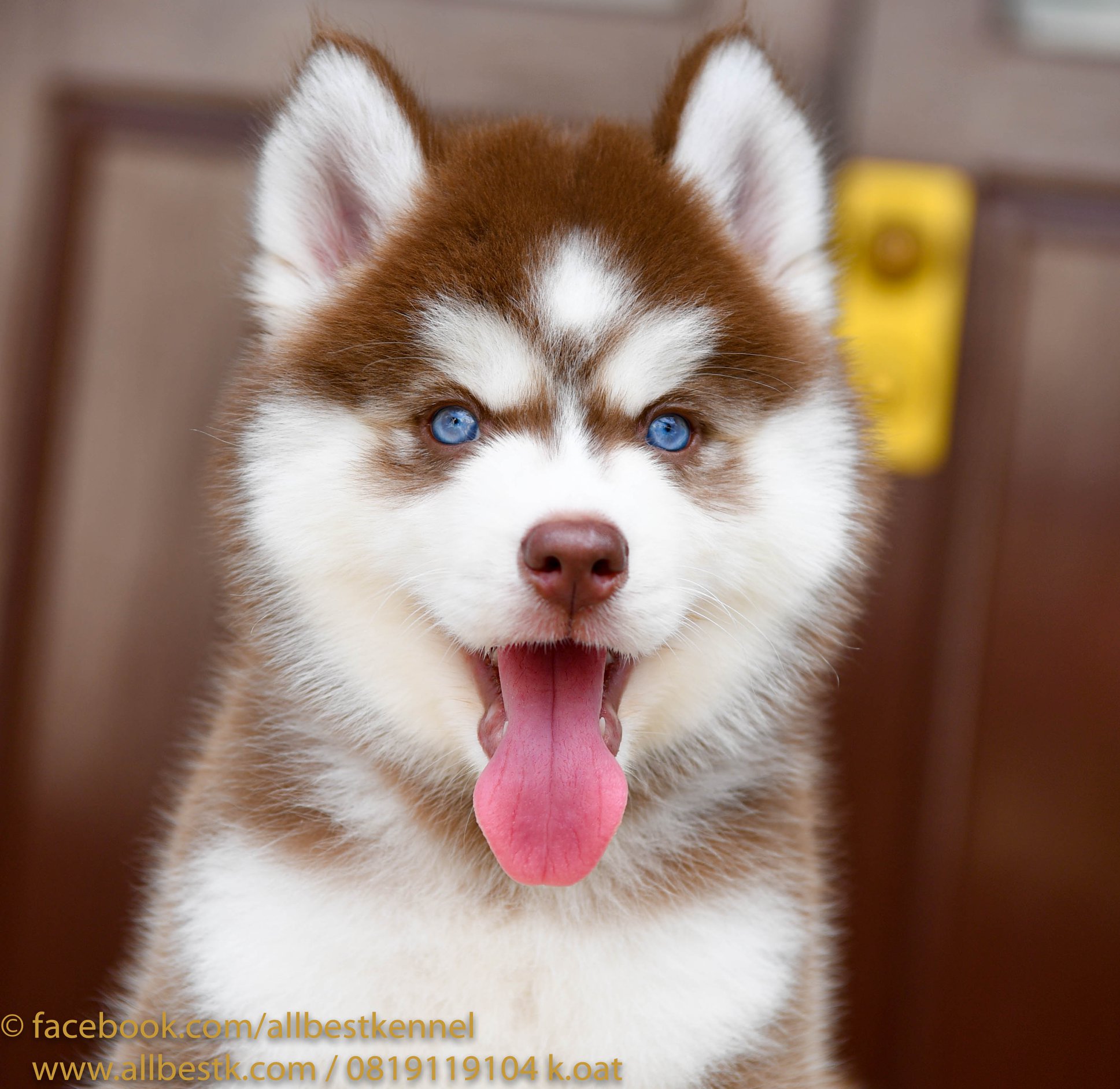 มาแล้วน้องหมาไซบีเรียนฮัสกี้ เข้าใหม่หลายคอก มีครบจบในที่เดียวที่ฟาร์ม allbest