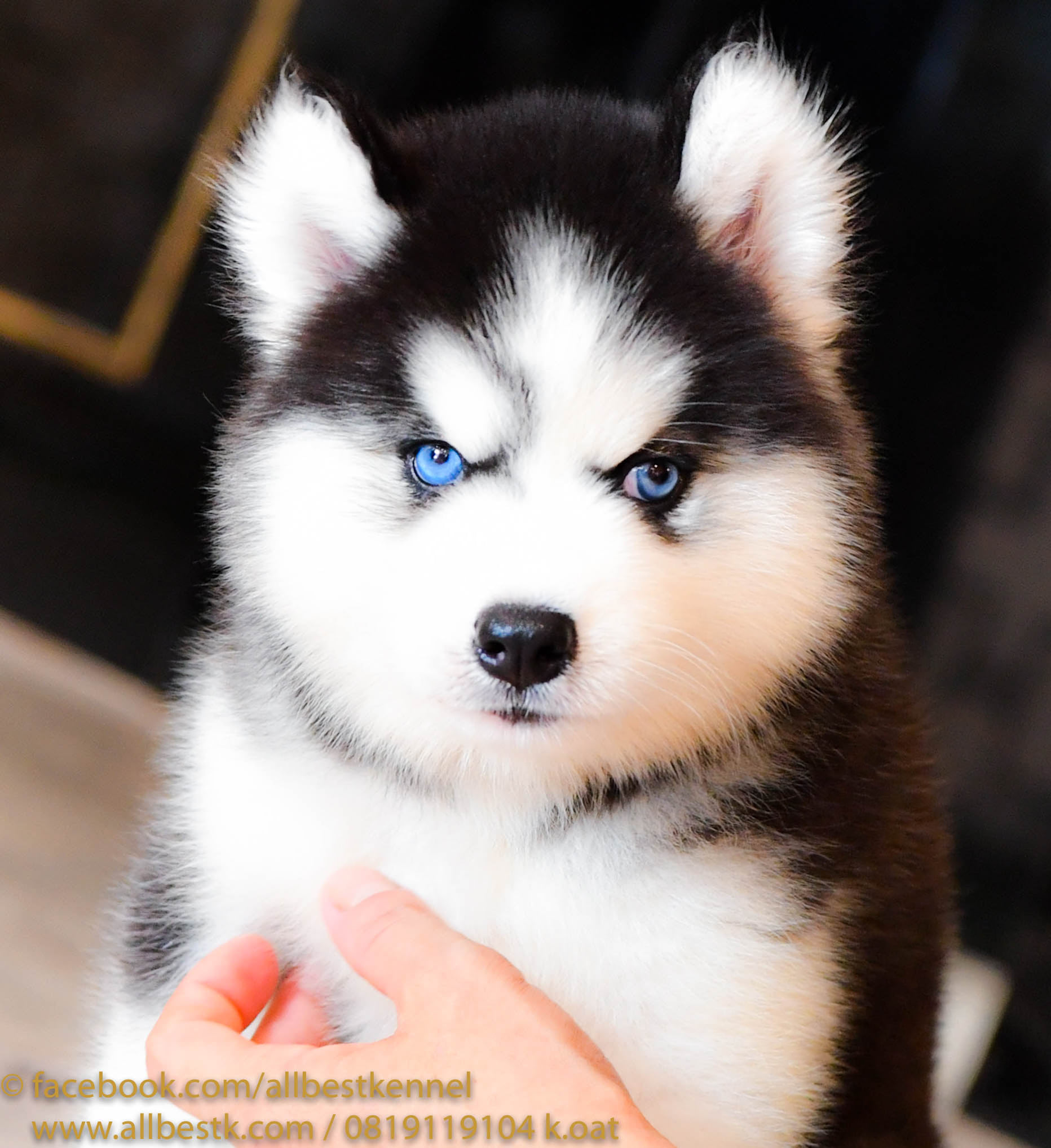 มาแล้วน้องหมาไซบีเรียนฮัสกี้ เข้าใหม่หลายคอก มีครบจบในที่เดียวที่ฟาร์ม allbest