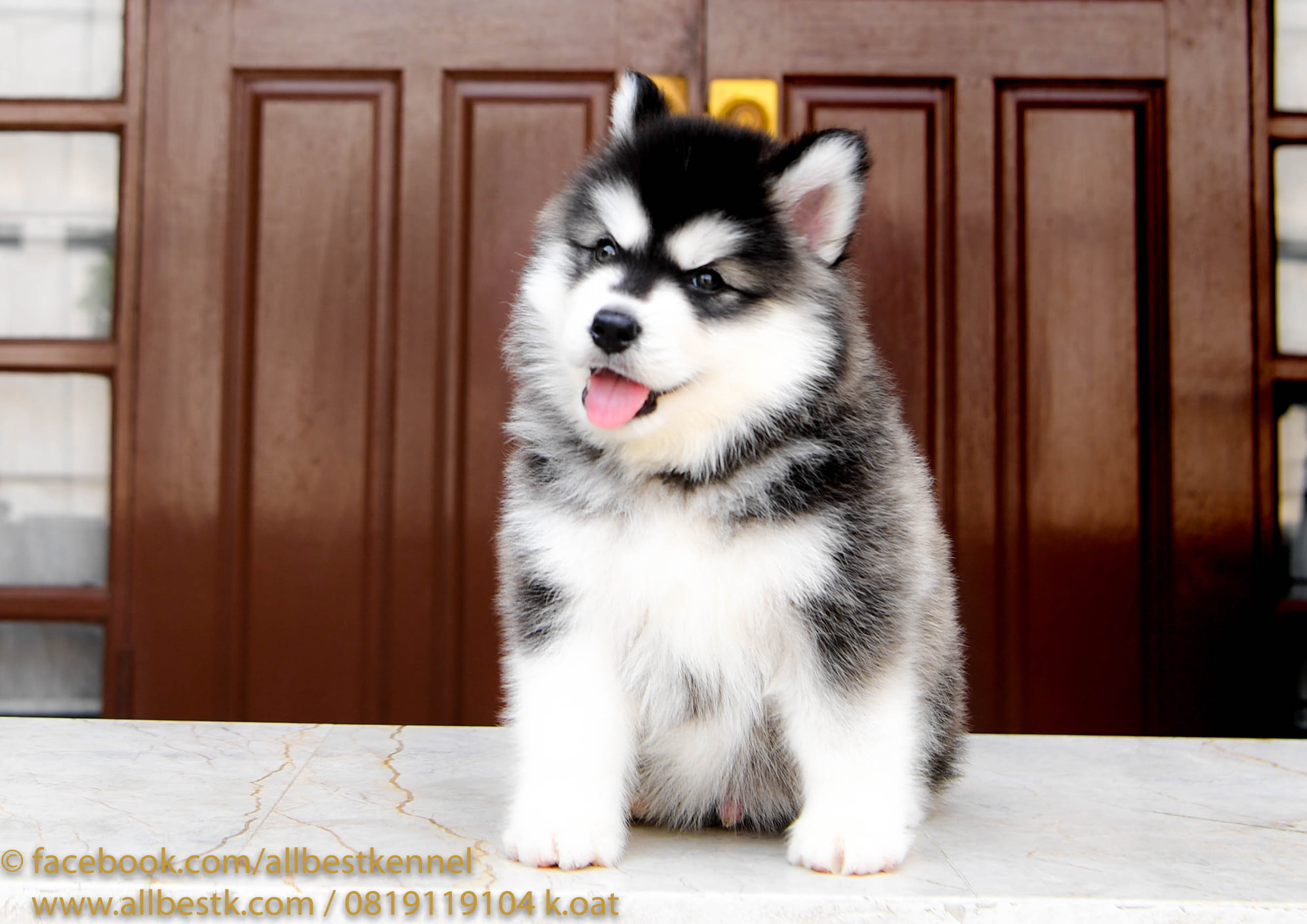 มาแล้วน้องหมาไซบีเรียนฮัสกี้ เข้าใหม่หลายคอก มีครบจบในที่เดียวที่ฟาร์ม allbest