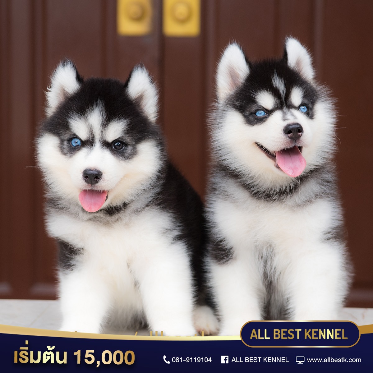 มาแล้วน้องหมาไซบีเรียนฮัสกี้ เข้าใหม่หลายคอก มีครบจบในที่เดียวที่ฟาร์ม allbest