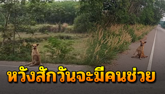 แบกสังขารคลานลากขาเขาริมถนน หวังว่าสักวันจะมีคนรับไปดูแล