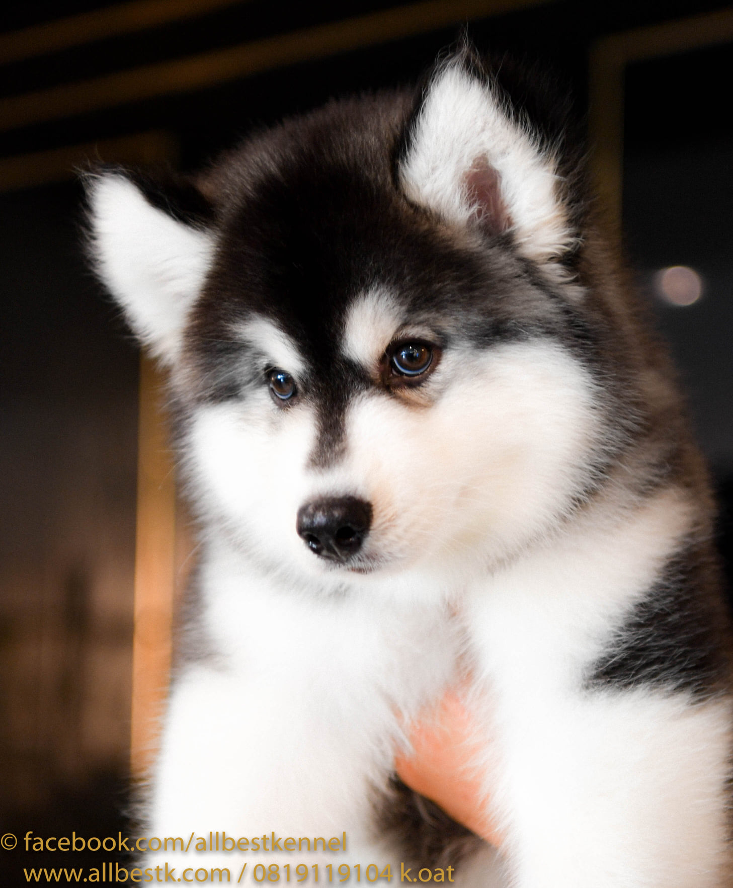 ฟาร์มไซบีเรียนฮัสกี้ คัดเกรด เน้นแต่คุณภาพ Allbest kennel ใหญ่ที่สุดในไทย
