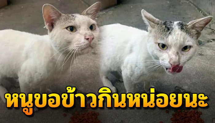 ล้มตัวลงนอนหงายหน้าเซเว่นเวลาเจอคน เพื่อทำท่าทางน่ารักหวังแลกข้าวประทังหิว