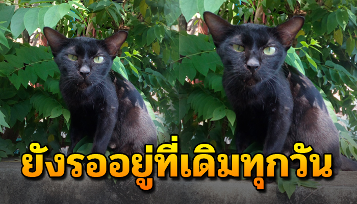 ยังรออยู่ที่เดิมไม่ไปไหน ด้วยความซื่อสัตย์ที่มีต่อเจ้าของ ไม่ยอมไปไหนมาตลอด4ปี