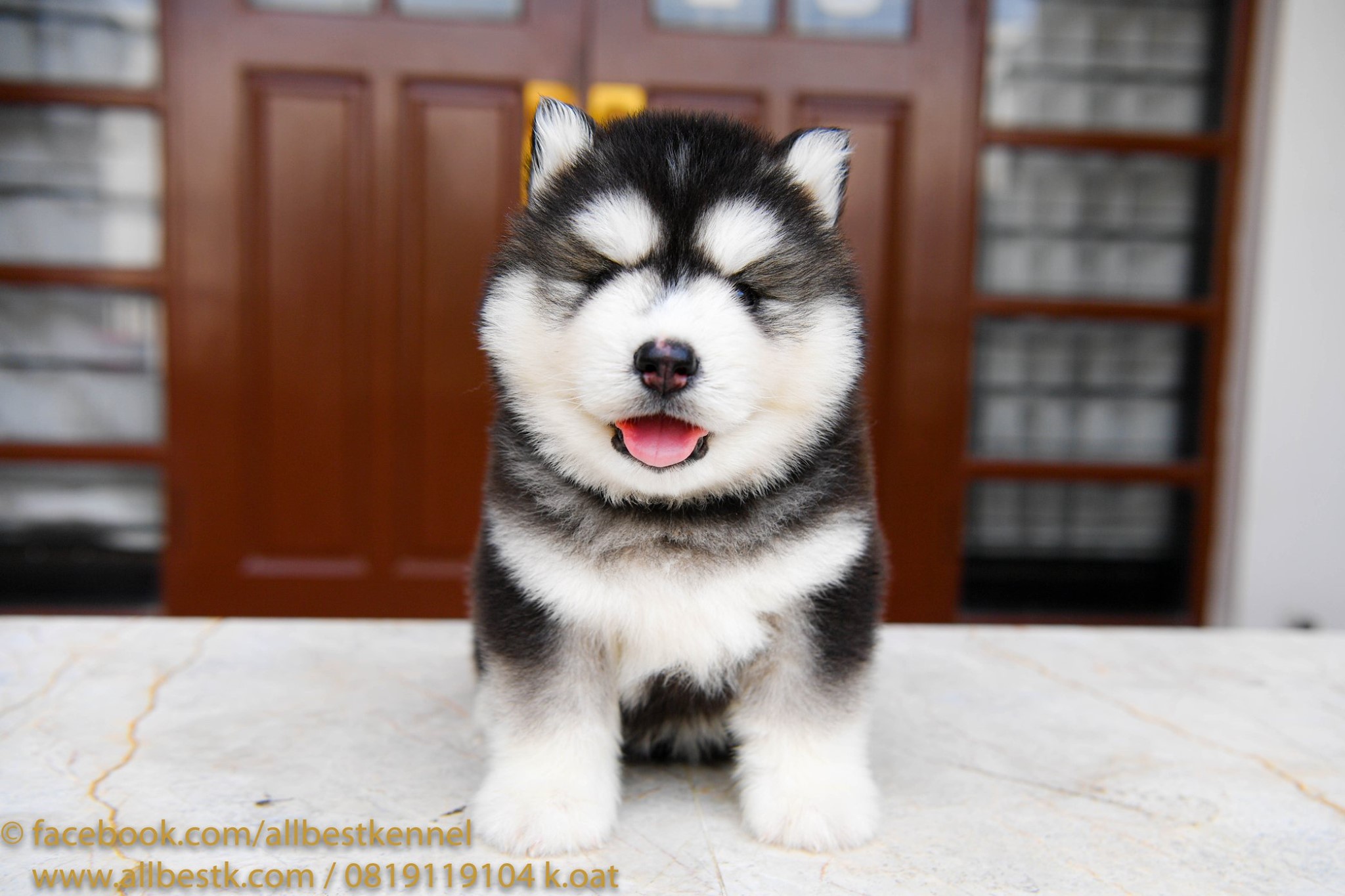 ที่หนึ่งของไซบีเรียนฮัสกี เกรดพรีเมี่ยม Allbest ฟาร์มมาตรฐานและใหญ่สุดในไทย -