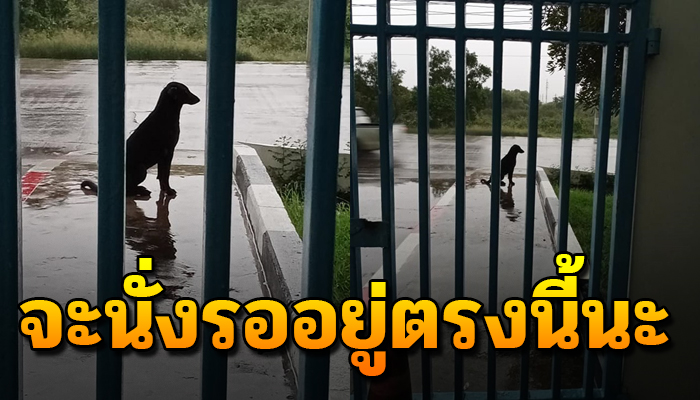 เจ้าตูบผู้ซื่อสัตย์นั่งรอแม่จ๋าที่หน้าประตู แม้ต้องนั่งตากฝนทุกวัน